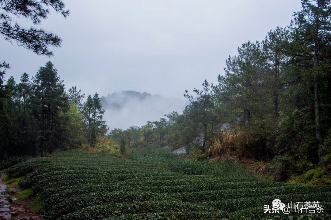 武夷山茶为什么这么出名,茶事真实故事