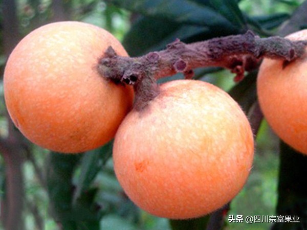 枇杷品种哪种最好,枇杷最好的品种是哪种