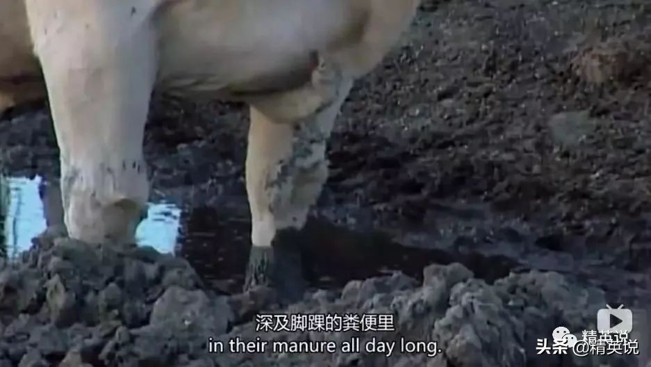 因为一个汉堡,她亲眼看着儿子死去!美国吃的食物到底有多脏...