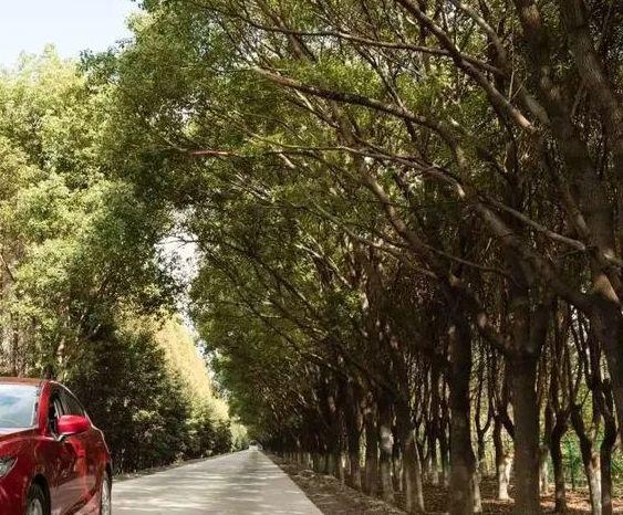 上海最美古镇及美食介绍,上海最值得打卡的十大古镇