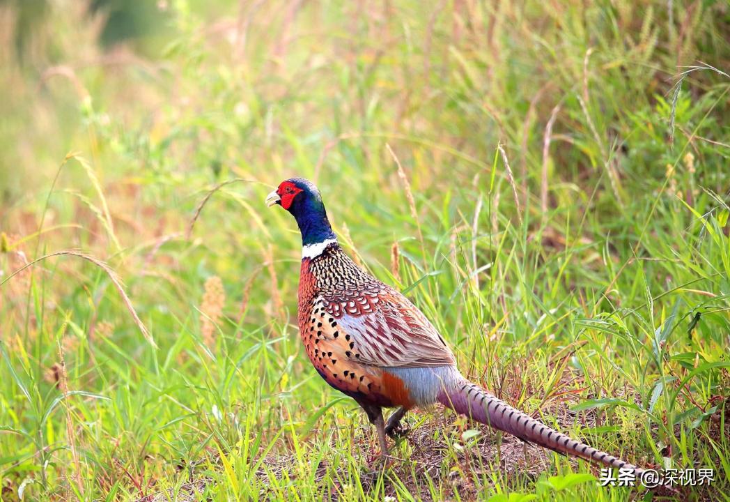 野鸡为什么泛滥成灾,野鸡泛滥成灾为什么还是保护动物