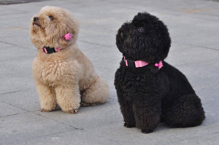 二狗泰迪,泰迪为啥会烂大街