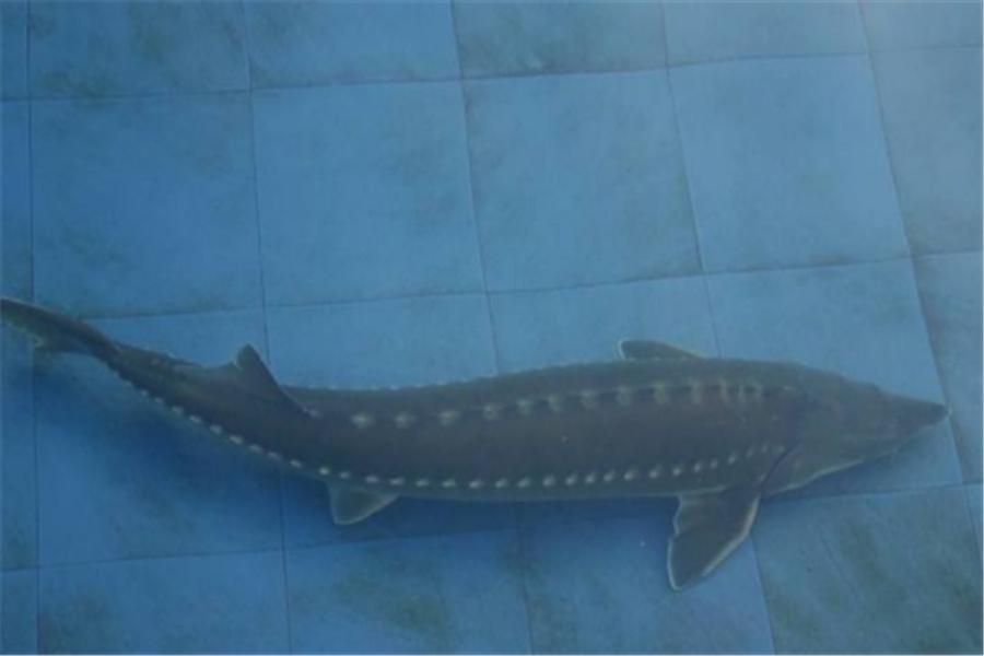 中华鲟养殖条件,中华鲟鱼的营养价值