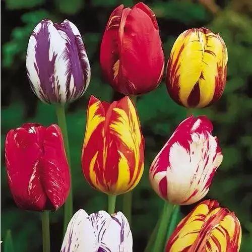 这才是世界上最贵的花卉,君子兰最便宜的花卉