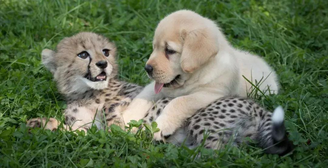 狗狗真是一种神奇的动物,狗狗是什么科的动物