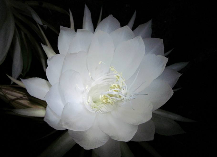 花语大全100种花的花语,100种象征着爱情的花的花语