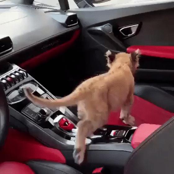 富二代发朋友圈的视频,富二代故意发朋友圈