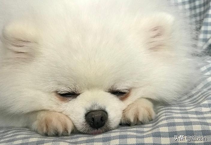 博美老是乱吃东西，这该如何是好？