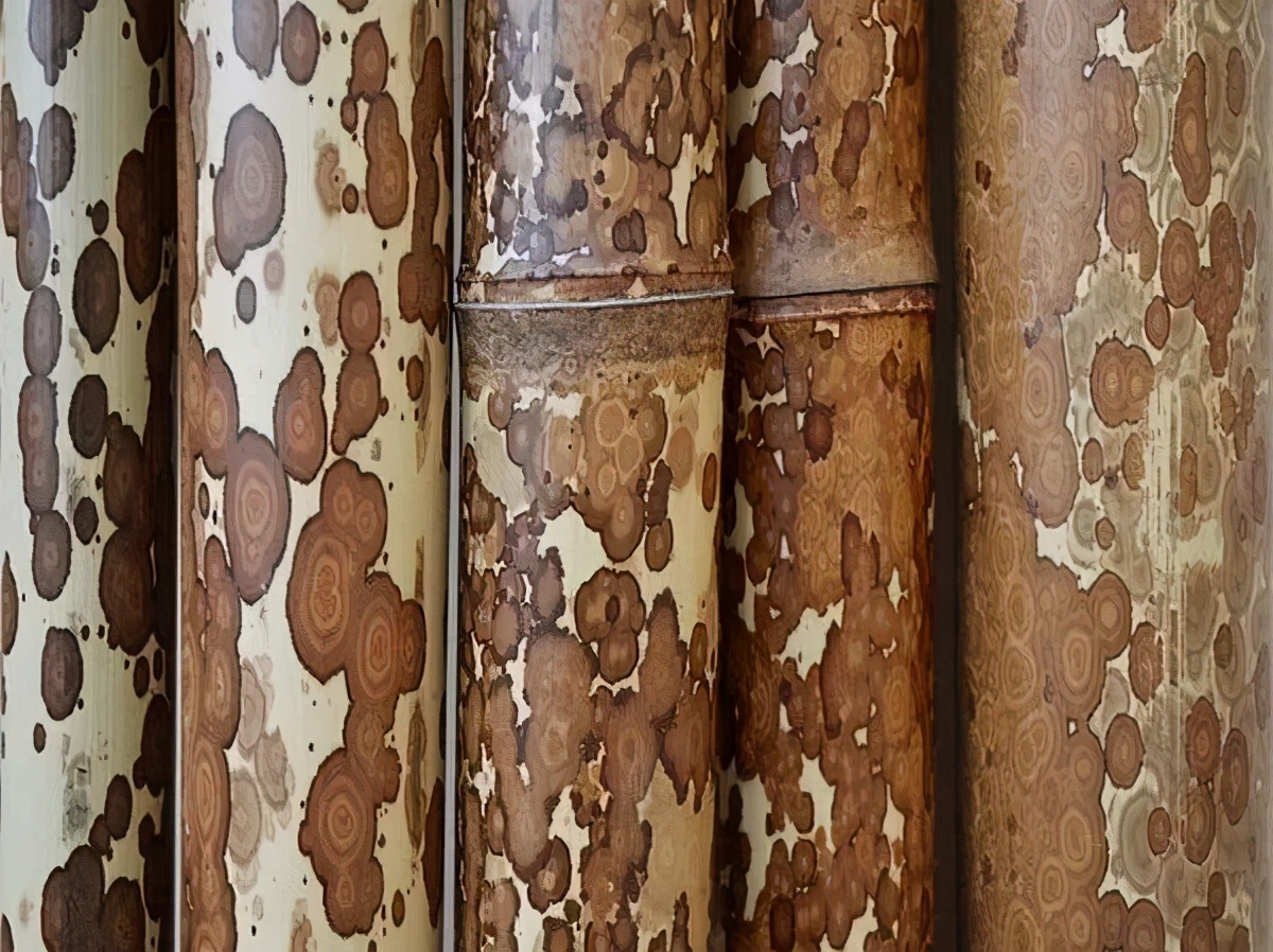 湘妃竹为什么贵,湘妃竹由来