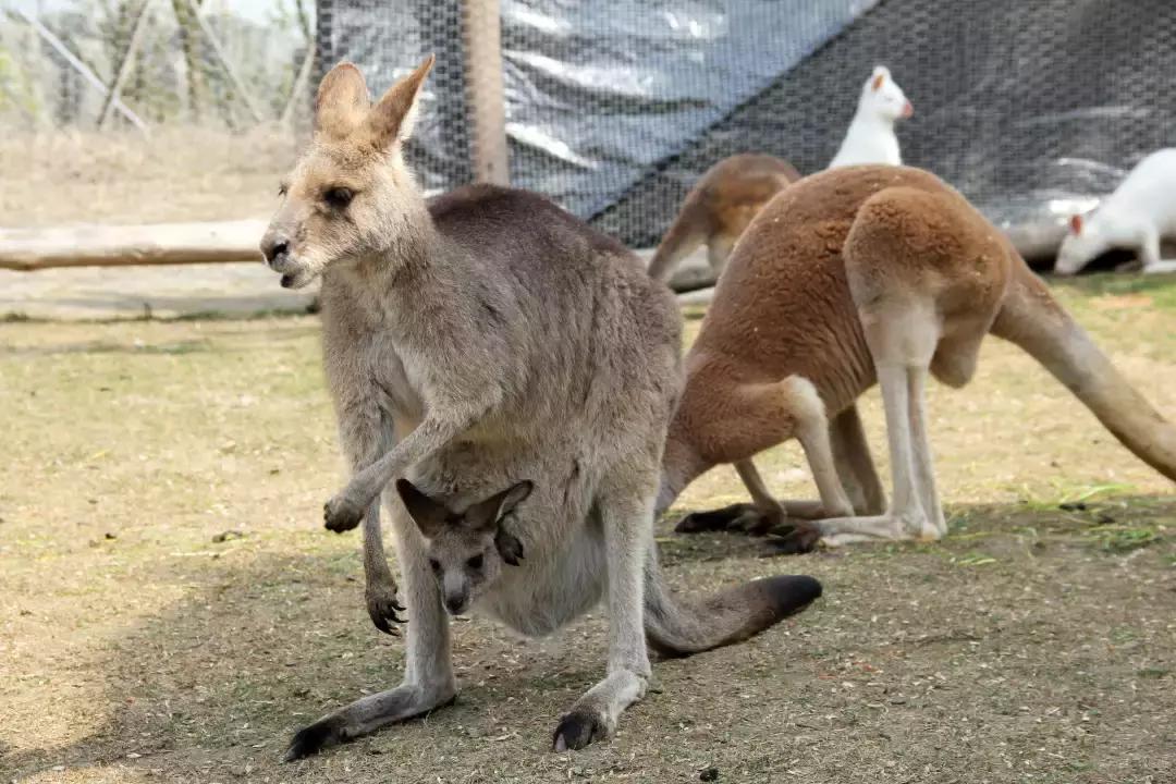 袋鼠界的“白雪公主”,近日找不到孩子他爸了……