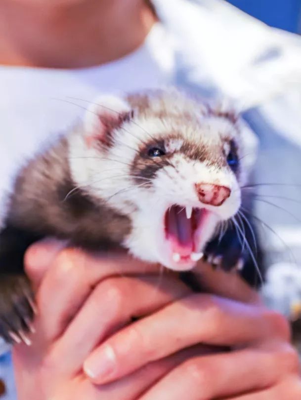 2019宠物排名,2022宠物排行榜