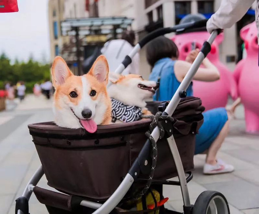 sw入门款,sw值得买么