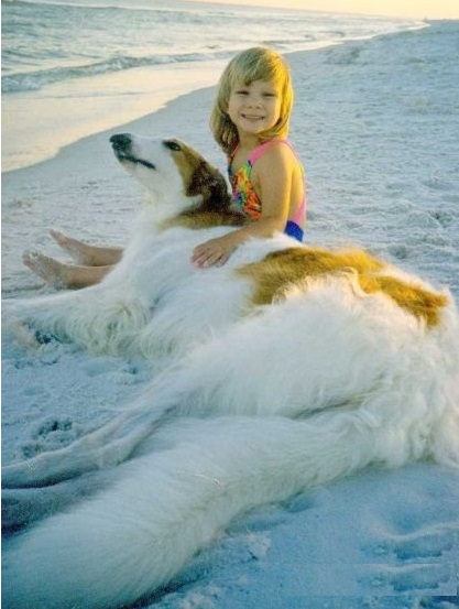 俄罗斯猎狼犬是什么,俄罗斯猎狼犬深棕色