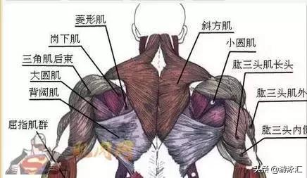 自由泳长距离游如何手臂不累,自由泳手臂发力的正确方法