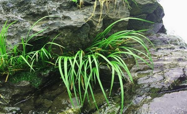 石头上的野草,河滩上的野草是什么野草