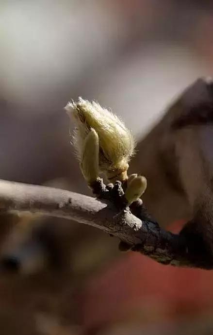 造型极美的盆景一起来欣赏,一组风吹出来的盆景欣赏动感十足
