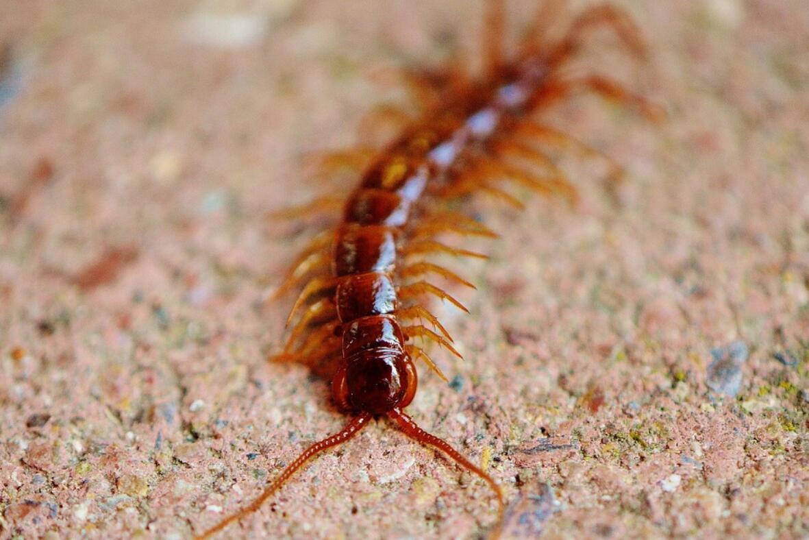 被蜈蚣虫咬一口后果有多严重,男子被蜘蛛咬后身体反应