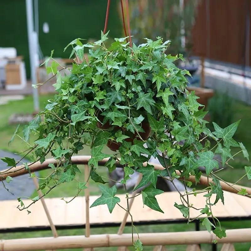室内盆栽植物吸甲醛易活推荐,有助睡眠植物盆栽除甲醛