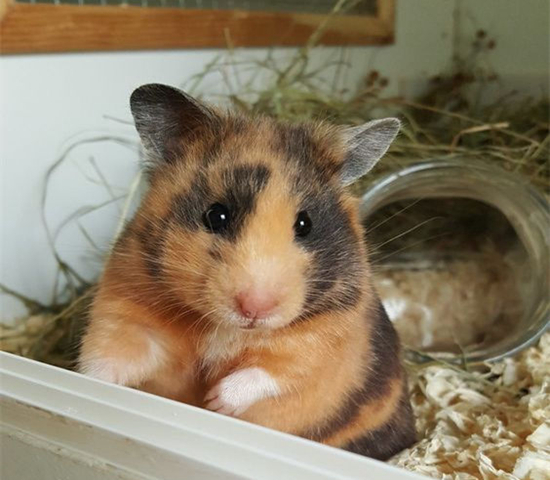 可伶仓鼠不慎骨折,不想事后诸葛亮,这四个预防措施很管用!