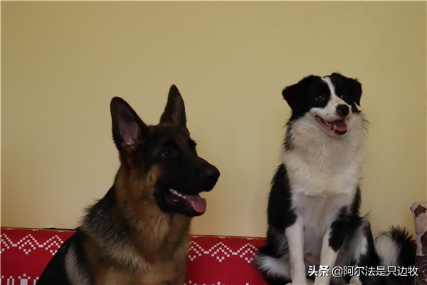 我想养狗,家人不让养怎么办,先冷静看看再决定