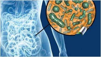 肠道菌群与健康的关系,瘦子的肠道菌群更健康吗