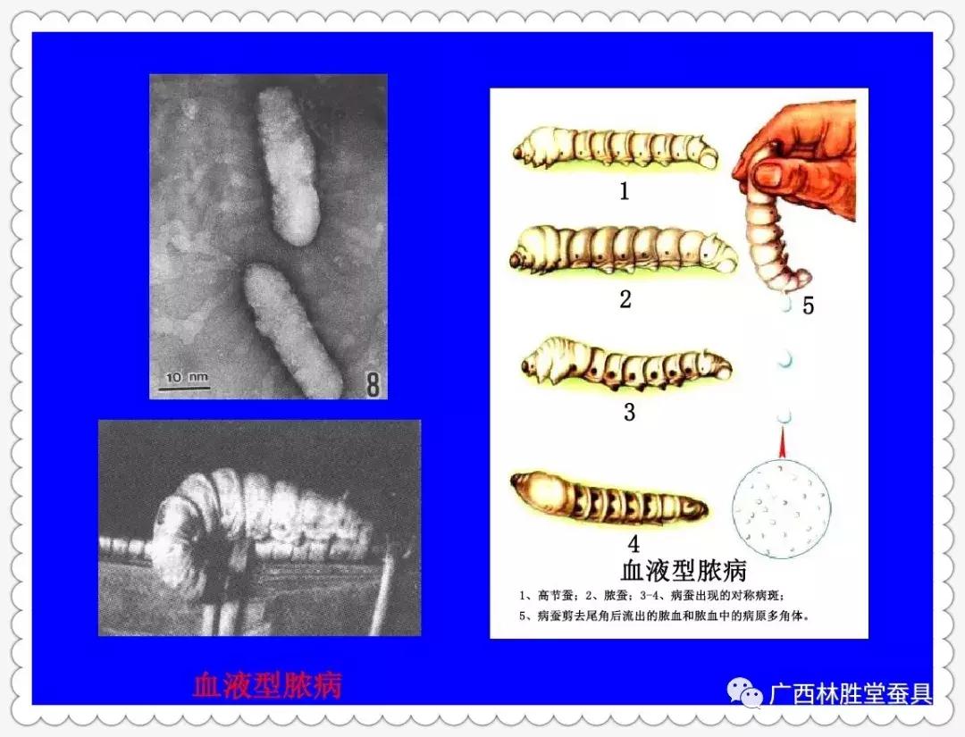 蚕脓病毒怎么彻底消灭,怎样防治脓蚕