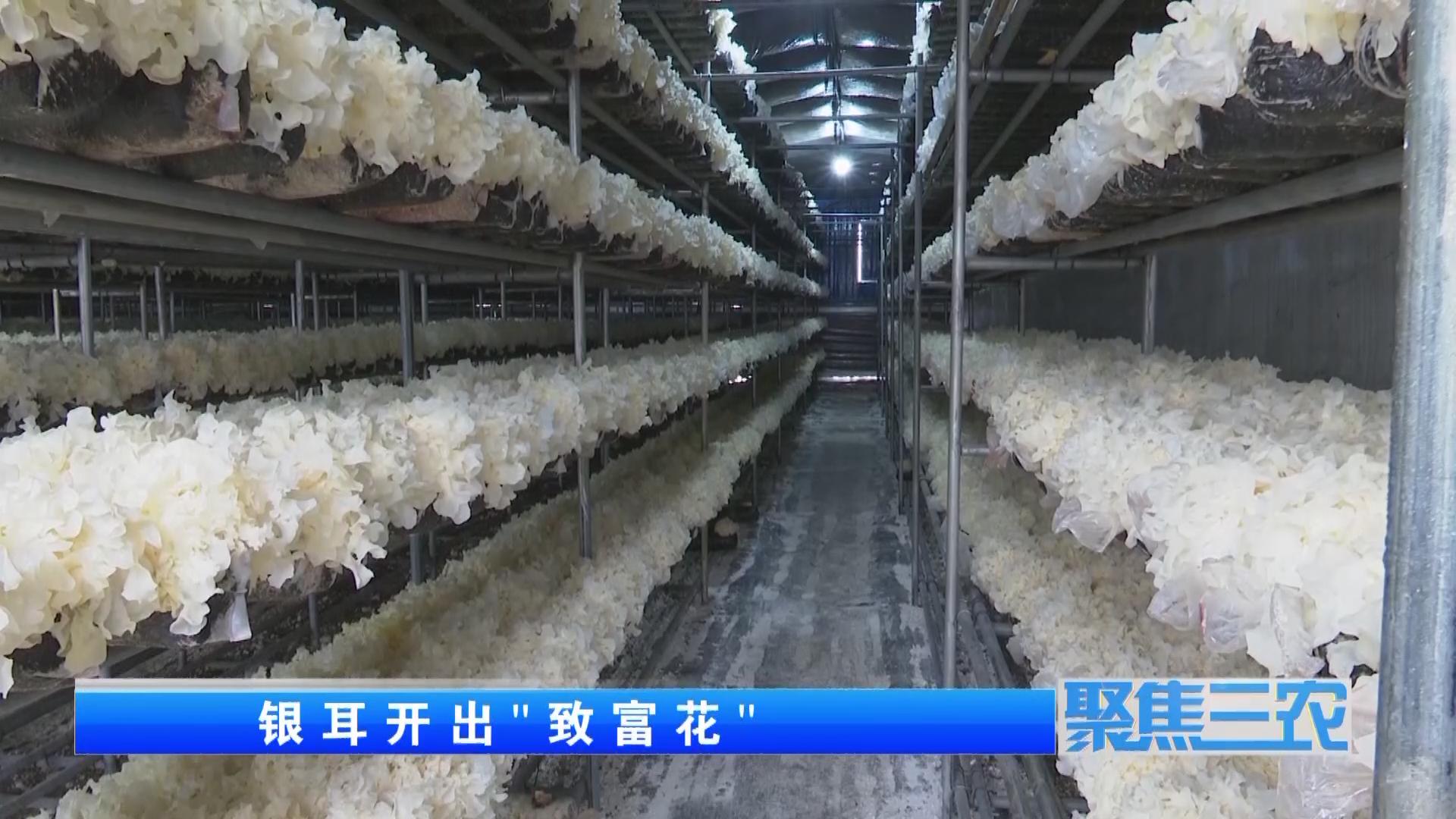 聚焦三农种植蔬菜致富,福建古田银耳栽培致富事例
