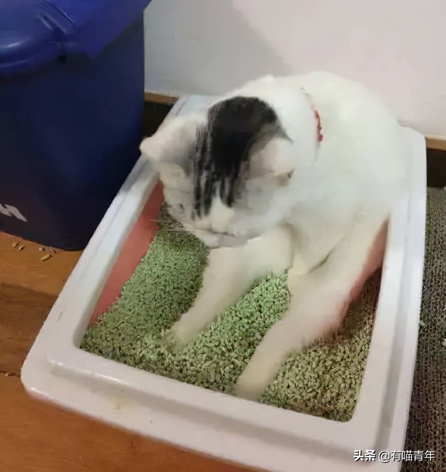 猫咪拉屎姿势好笑,猫咪拉屎搞笑表情