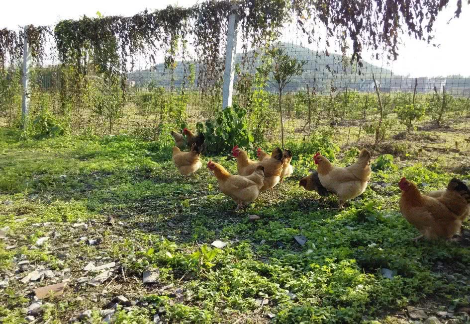 在农村想创业不知道从哪儿入手,下乡创业的商机