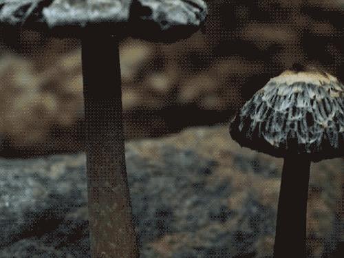 为啥俄罗斯大汉总是背着老婆钻树林？