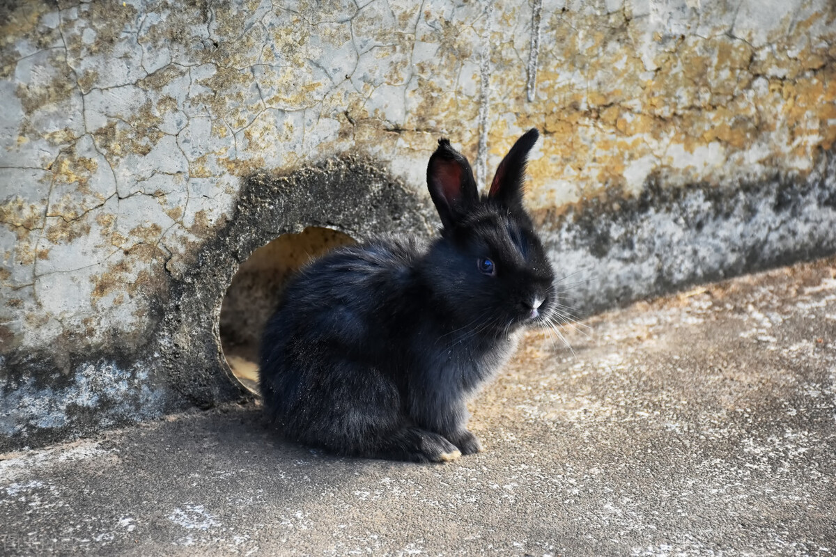 兔子腿发炎了里面有脓怎么办,兔子腿受伤了流血了怎么办