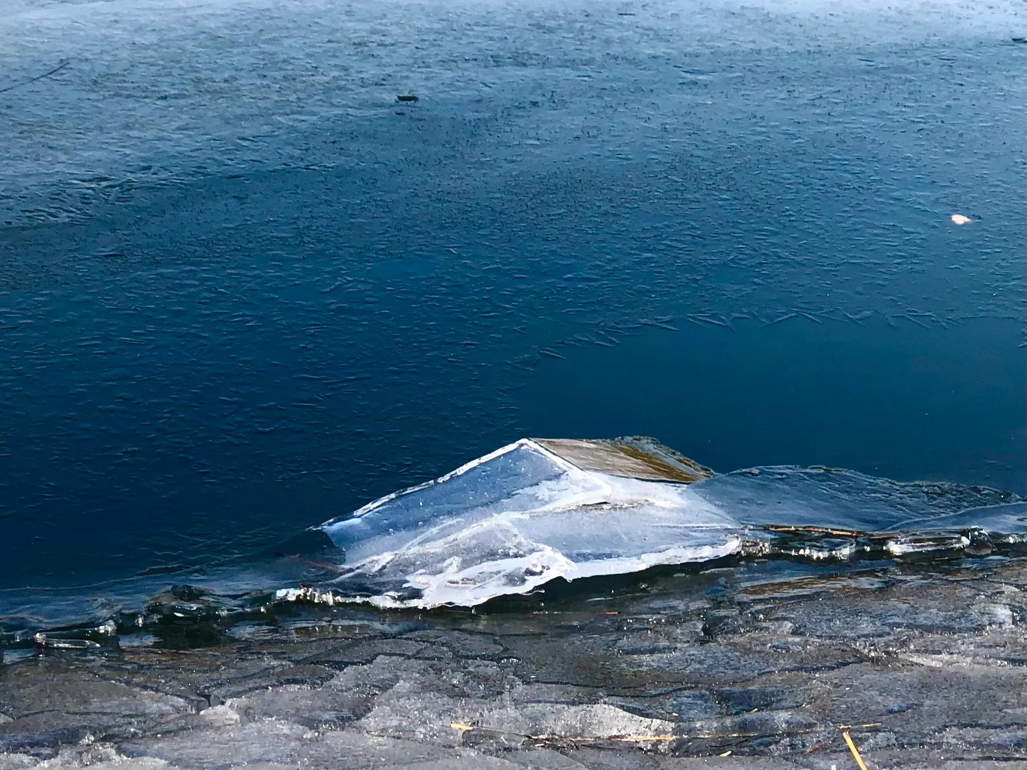 冬日紫竹院公园最新消息,冬日紫竹院公园