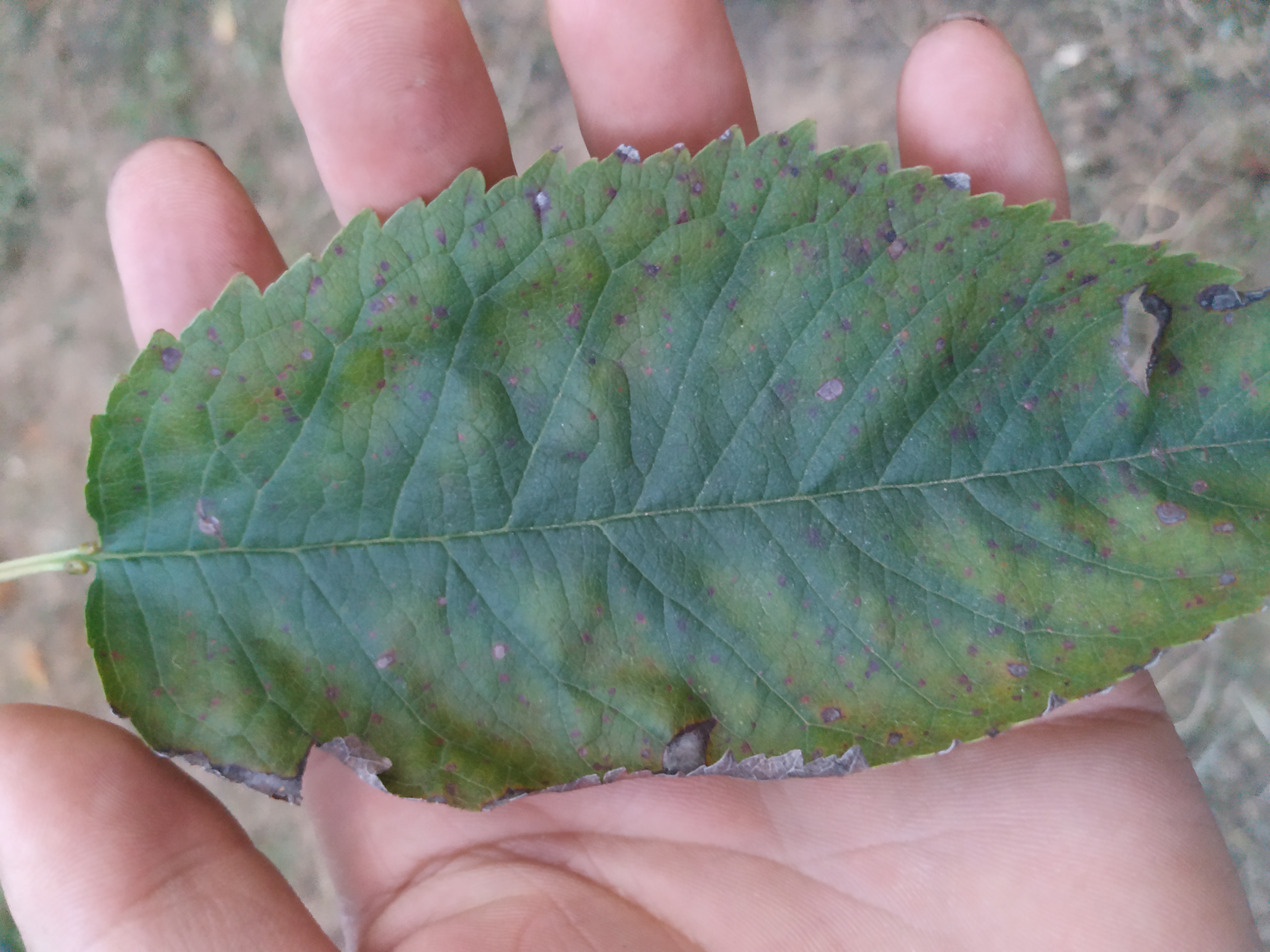 樱桃树几月落叶正常,樱桃树几月份落叶正常