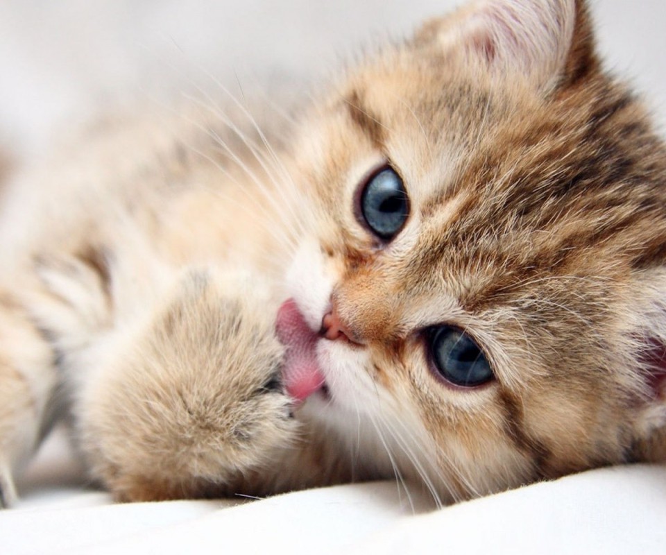 猫咪呕吐怎么办可以喂猫粮吗,猫咪呕吐怎么办用家庭食物解决