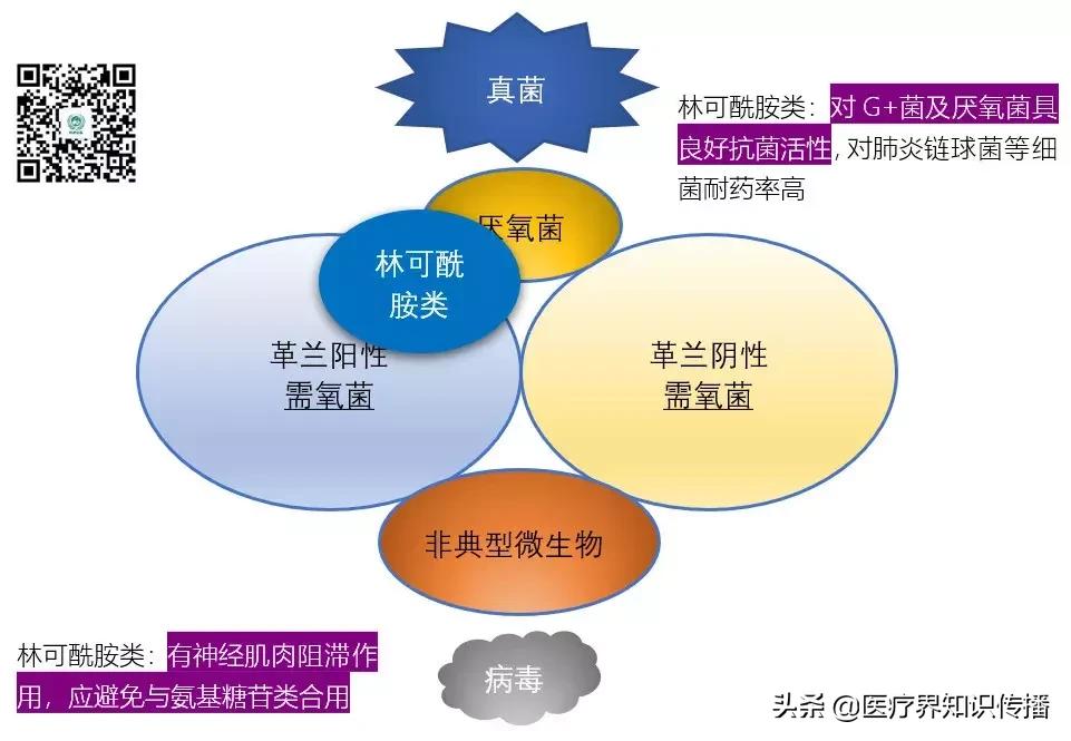 抗菌药谱大全及图片,抗菌谱图解大全