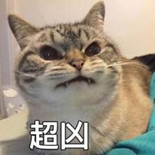 贪便宜花800元买了只蓝猫，一身猫癣还传染给了自己（真实案例）