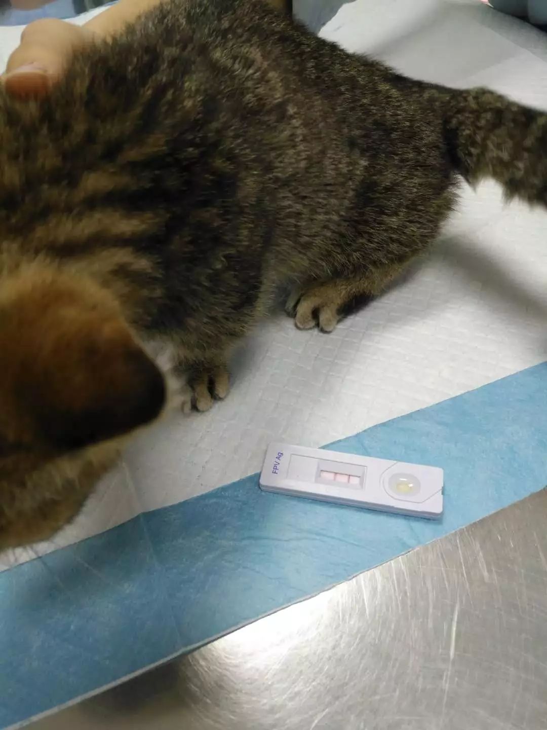 猫只喂火腿肠能活吗,猫因为脂肪肝导致完全不能进食