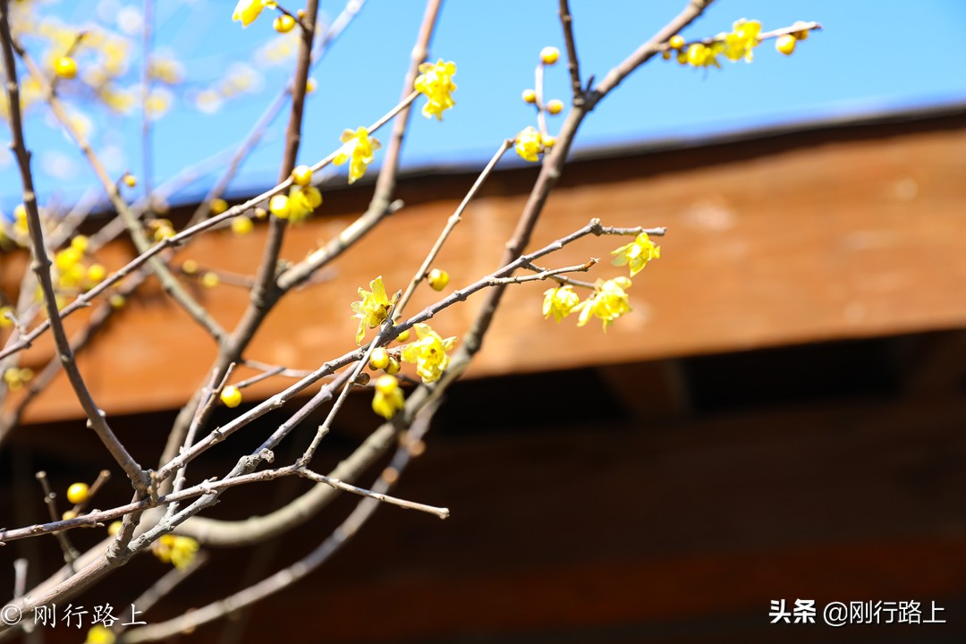 华东第一竹海之称的地方，冬季里冰花最吸引人