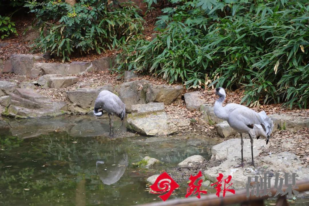 苏州旅游必打卡的10个景点,苏州适合周末放松的景区