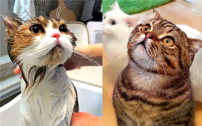 猫咪洗澡容易出现的常见情况,猫咪太小不能洗澡有味道怎么办