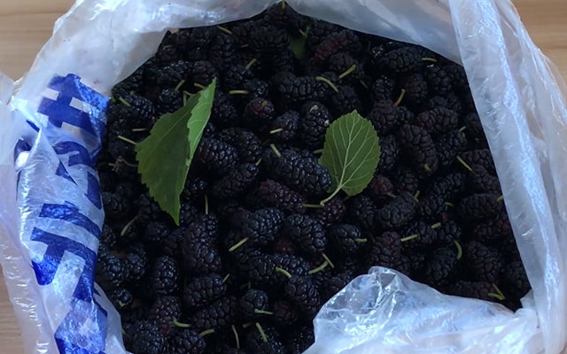 桑葚容易保存吗,桑葚怎么保存可以一年四季吃