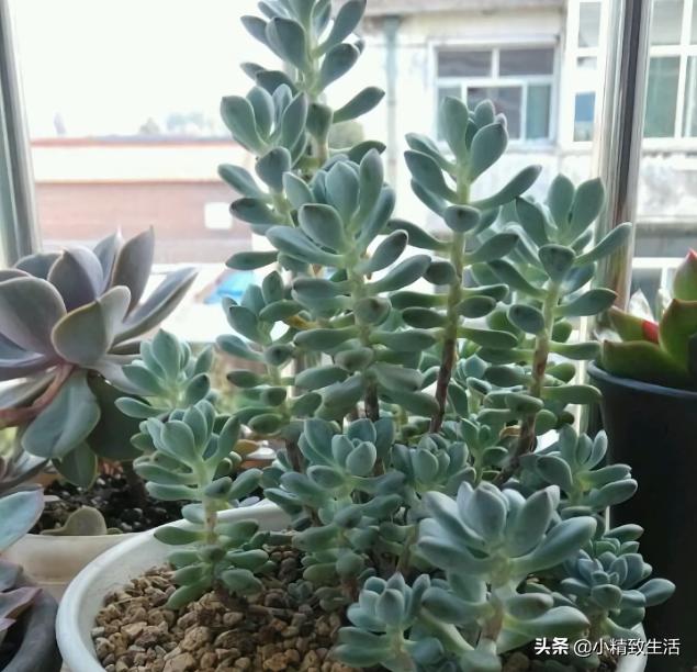 阳台养多肉怎么避免徒长,适合阳台养的多肉不容易徒长