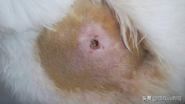 狗狗打架伤口感染硬块怎么处理,狗狗打架受伤后涂药膏多久恢复