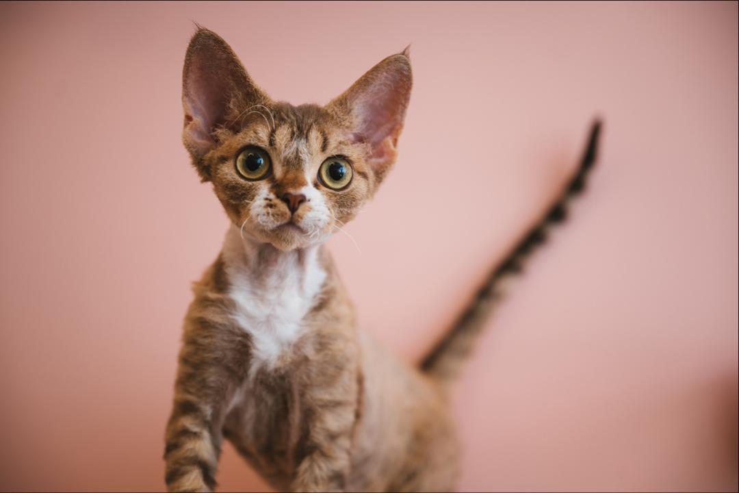 哺乳期的母猫受孕几率高吗,母猫怀孕期间有奶水吗