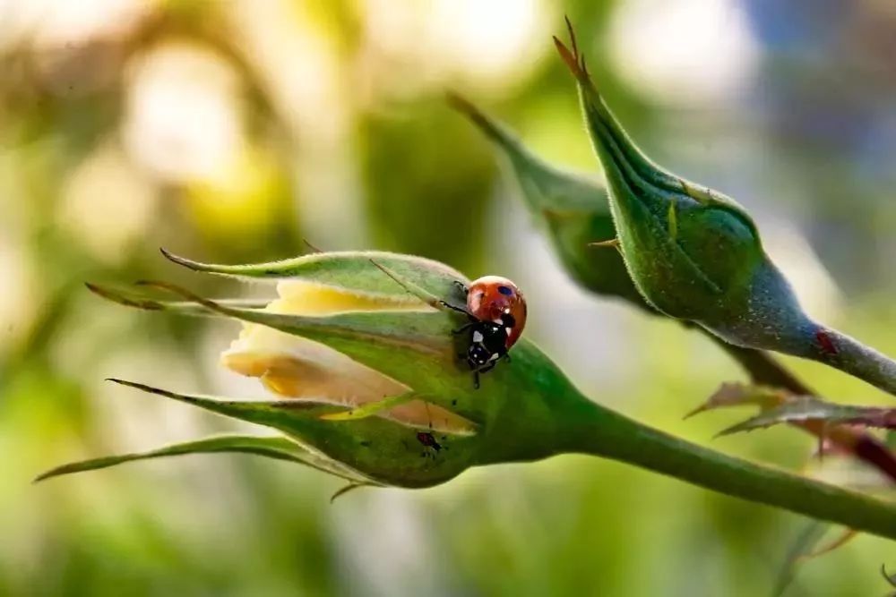 花卉上长了白色的虫怎么办,花卉上的白色小虫子