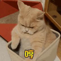 猫咪尿闭是什么原因导致的,猫咪尿闭的处理办法视频