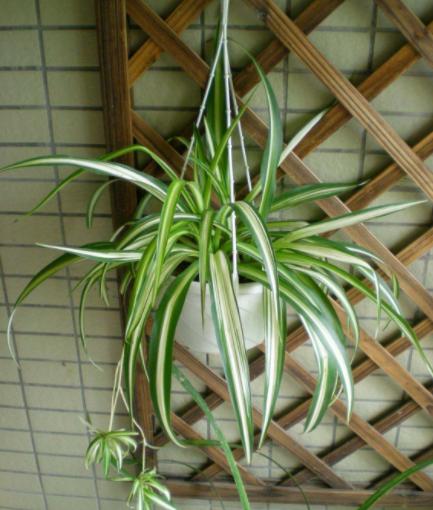 修剪花卉的注意事项,养花大全及修剪方法