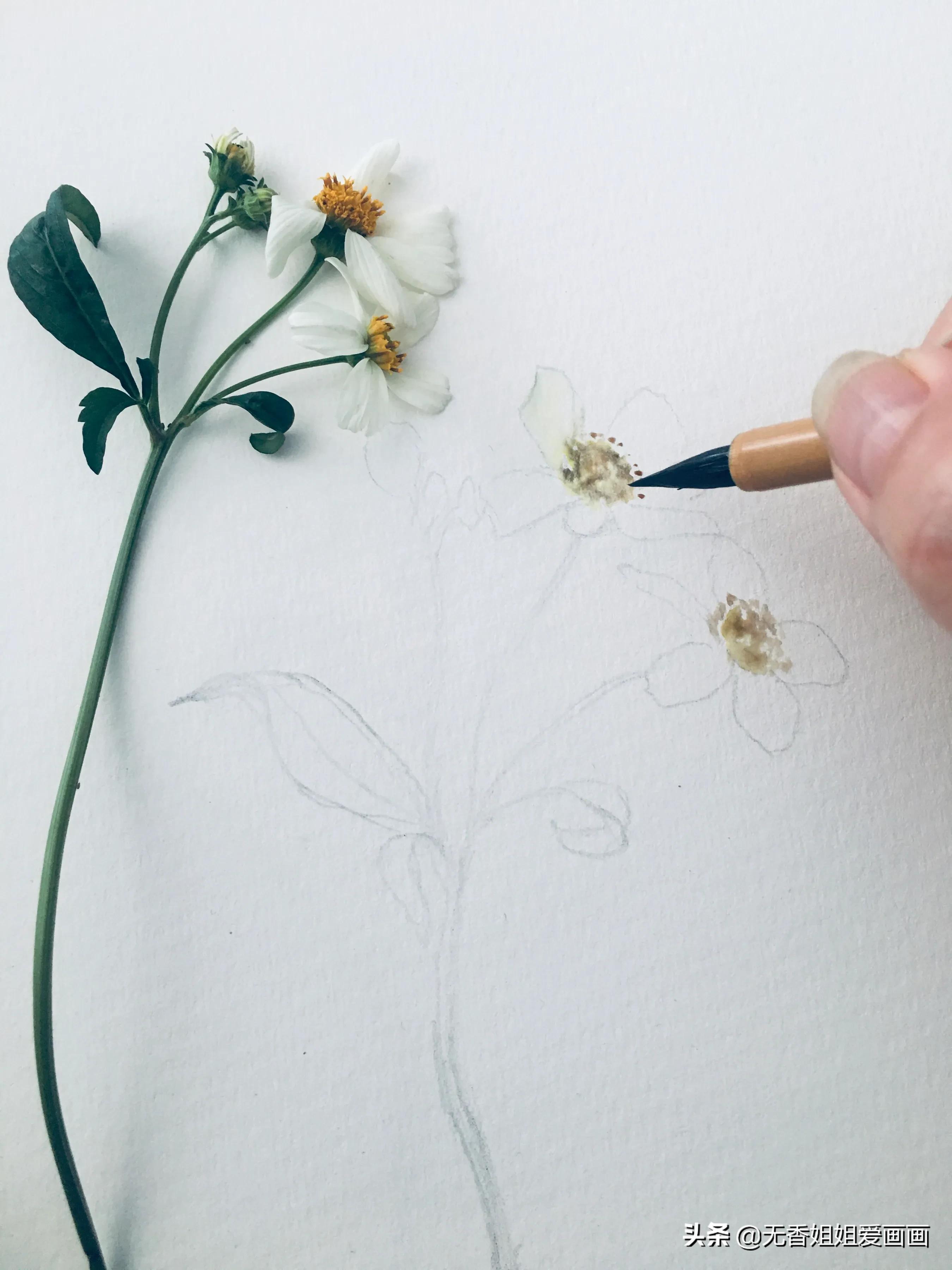 用水彩画简易草,水彩野花绘画