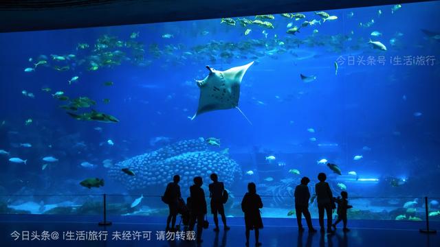 看长隆烟花,珠海长隆看烟花拍摄