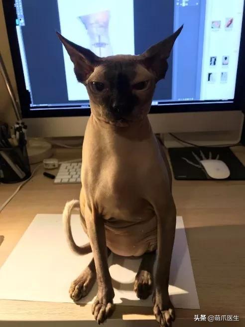 长得很潦草的一只猫,一只猫能有多潦草